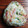 まやしゅうまま's cooksnap of when they made ☆簡単☆サバ缶で！鯖と大葉と梅のおにぎり.