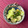 ブランディ's cooksnap of when they made きゅうりのちゃちゃっと漬け.