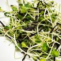 菜つ実☆ミ's cooksnap of when they made 貝割れ大根の塩昆布和え.