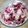 amoni's cooksnap of when they made 簡単♬　ブルーベリーのレアチーズアイス.