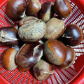 クックMW96EM☆'s cooksnap of when they made ほっくり♡栗の茹で方.