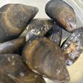 みきんどる's cooksnap of when they made ムール貝の下処理方法.
