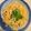ぷっちかおりんご's cooksnap of when they made 三つ葉とツナのバター醤油パスタ.