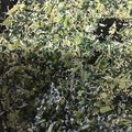 葉月優希's cooksnap of when they made ごはんのおとも　ちりめん大根　ＪＡ福井県.