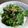 クックLXBZ1W☆'s cooksnap of when they made 無限かぶの葉.