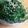 徹嫁っち's cooksnap of when they made モロヘイヤ＆とろろ昆布のねばねば和え.