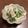 クック851ZLI☆'s cooksnap of when they made ごま麺つゆマヨ♪相性抜群！ツナ大根サラダ.