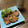 chaーki's cooksnap of when they made 豚ヒレのバルサミコきのこソース✿.
