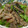 yummy?'s cooksnap of when they made めんつゆで♡蒟蒻とピーマンのきんぴら♪.