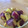 クックTO41MW☆'s cooksnap of when they made 旬のさつまいも…炊飯器で「大学いも」.
