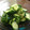 脩ﾏﾏ's cooksnap of when they made きゅうりとしそで簡単浅漬け.