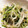 お豆天使's cooksnap of when they made もやしと豆苗の和え物.