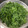 ねおみ's cooksnap of when they made ケールの下処理と保存.