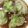 クック2H9MD0☆'s cooksnap of when they made レンジで簡単！和風ロールレタス.
