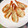 DWELL's cooksnap of when they made おもてなしに〜♪殻付き海老のレンジ蒸し.