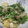 まゆみきママ's cooksnap of when they made 水菜としめじ☆白だしサッと煮.