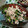 きのぴお隊長's cooksnap of when they made みょうが香る♡豚バラとピーマンの塩炒め.