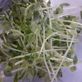 彩ーAyaー's cooksnap of when they made ☺超簡単♪豆苗のオリーブオイル和え☺.