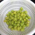 マヨビーム's cooksnap of when they made 薄皮まで簡単に取れる銀杏の剥き方と保存.