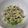 eauasa's cooksnap of when they made ☼ねぎタン塩みたい♪砂肝のねぎみじん和え.