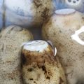 ささささ＆＊'s cooksnap of when they made いつまでも元気なれんこんの保存方法.