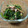 marukocook's cooksnap of when they made ほうれん草とツナおかか和え！.