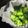 SAsunny's cooksnap of when they made ⅲSTAUBでブロッコリーを茹でる。.