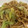 papikun's cooksnap of when they made 簡単　焼きうどん.