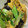 あやねんママ1222's cooksnap of when they made 簡単♪きくらげと青梗菜の卵炒め（中華風）.