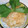 ミロ9607's cooksnap of when they made 焼き鮭と しょうがの炊き込みご飯.