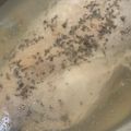 MULA's cooksnap of when they made うちの☆鶏ハム①☆.