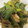 snow012's cooksnap of when they made 超簡単♡長ネギのおかかマヨネーズ炒め.