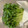 R2016's cooksnap of when they made カイワレ大根の保存法☆.