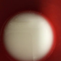 ふーちゃんとエレビー's cooksnap of when they made 失敗しない水溶き片栗粉とろみの付け方☆.