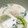 菜つ実☆ミ's cooksnap of when they made 簡単！！青梗菜と鶏ささみ肉のクリーム煮.