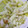 キュキュットさん's cooksnap of when they made 簡単5分！白菜と鮭フレークの大人サラダ.