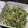 きのっぴぃ２号's cooksnap of when they made みょうがとかいわれ大根ときゅうりのサラダ.