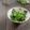 まろんかふぇ's cooksnap of when they made 甘長唐辛子・ニンニク・オリーブオイル炒め.