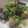 ぴっち2717's cooksnap of when they made 冷凍揚げ茄子で簡単みぞれ煮.