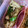 クック49L4Ho☆'s cooksnap of when they made お弁当★ピーマンと椎茸の粒マスタード炒め.