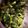 クック8M9SWP☆'s cooksnap of when they made ごまドレで♪ブロッコリーの胡麻まみれ和え.