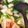 えみちょりん♪'s cooksnap of when they made 蕪とウインナーのシンプルソテー.
