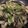 クックOS6YTL☆'s cooksnap of when they made やみつき！3種のきのこと牡蠣のアヒージョ.