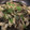 クックOS6YTL☆'s cooksnap of when they made やみつき！3種のきのこと牡蠣のアヒージョ.