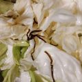 307号室's cooksnap of when they made 簡単やみつきキャベツ.