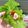 クックP8KGHH☆'s cooksnap of when they made おうちでサムギョプサル.