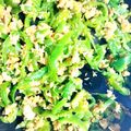 3110さゆ's cooksnap of when they made ピーマン大量消費に！ピーマンしりしり♪.