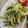 vivianj's cooksnap of when they made *水菜とりんごのマヨ和えサラダ*.