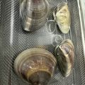 みきんどる's cooksnap of when they made 簡単にできる！はまぐりの砂抜き.