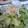 きふね's cooksnap of when they made 簡単♪しらすとレタスの塩ごまサラダ.